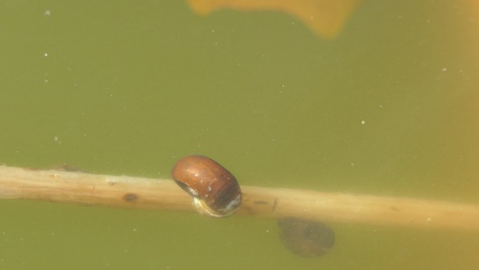 贝类在池塘里的植物上爬行。
