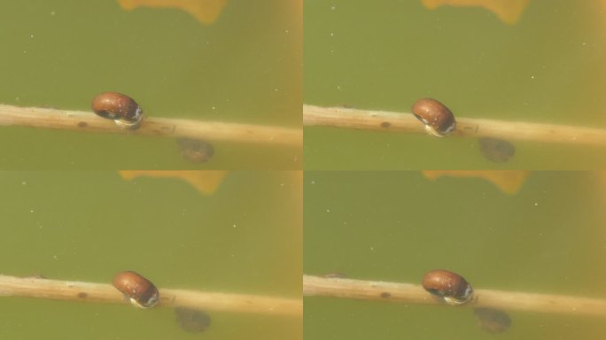 贝类在池塘里的植物上爬行。
