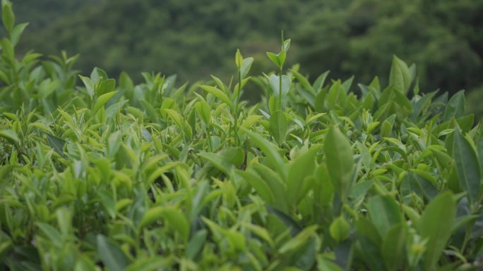 手工茶 茶叶 凤凰单枞 潮州茶 功夫茶