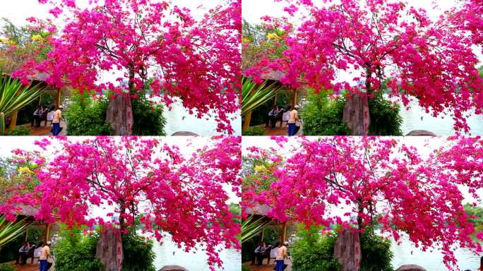 江门市花 杜鹃花 (1)