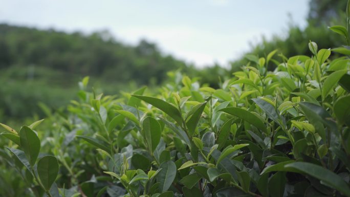 手工茶 茶叶 凤凰单枞 潮州茶 功夫茶