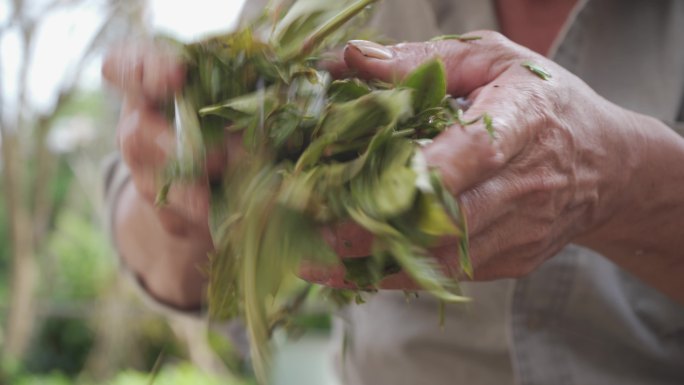 手工茶 茶叶 凤凰单枞 潮州茶 功夫茶