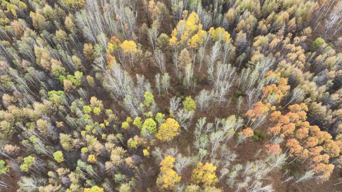 航拍大兴安岭秋季多彩森林风光