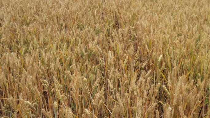 实拍农业种植小麦