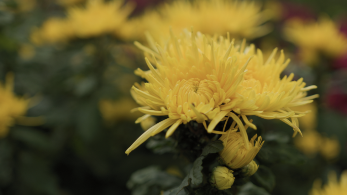 4k金丝皇菊种植基地