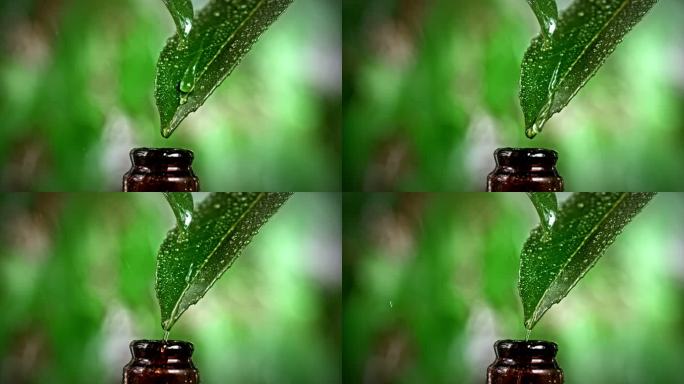 速度坡道雨滴从一片绿叶上滴到一个小瓶子里