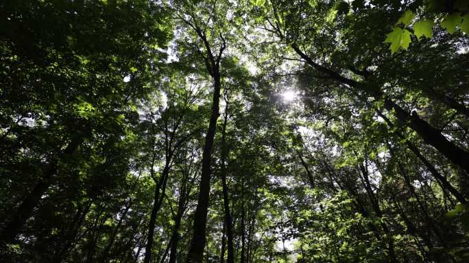 加拿大魁北克森林中的超慢运动阳光