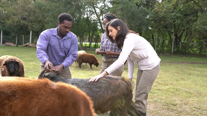 山羊农场工人观察动物健康和生长