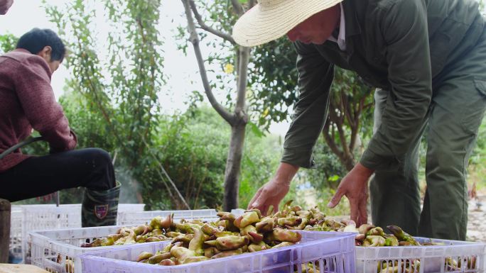 摘菱角