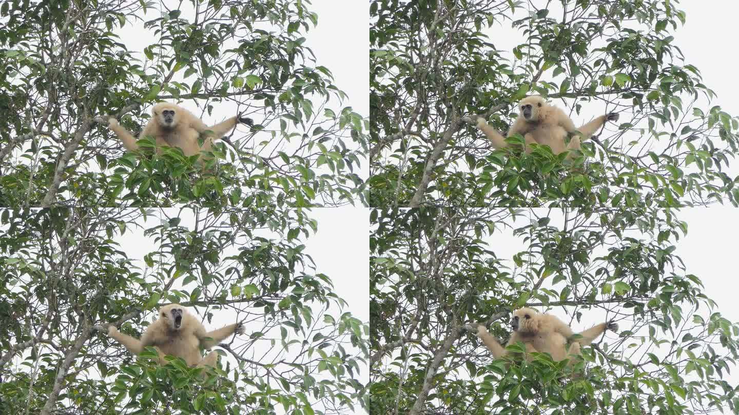 Khao Yai国家公园热带雨林中的白手长臂猿