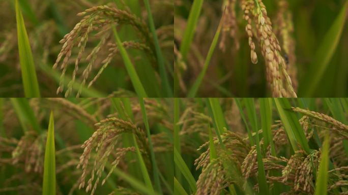稻子谷粒秋收水稻