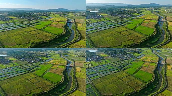 湖南长沙隆平稻作园稻田水稻丰收收割航拍