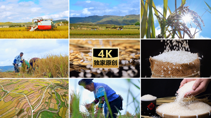 粮食丰收 农民割水稻打谷子 收割机工作