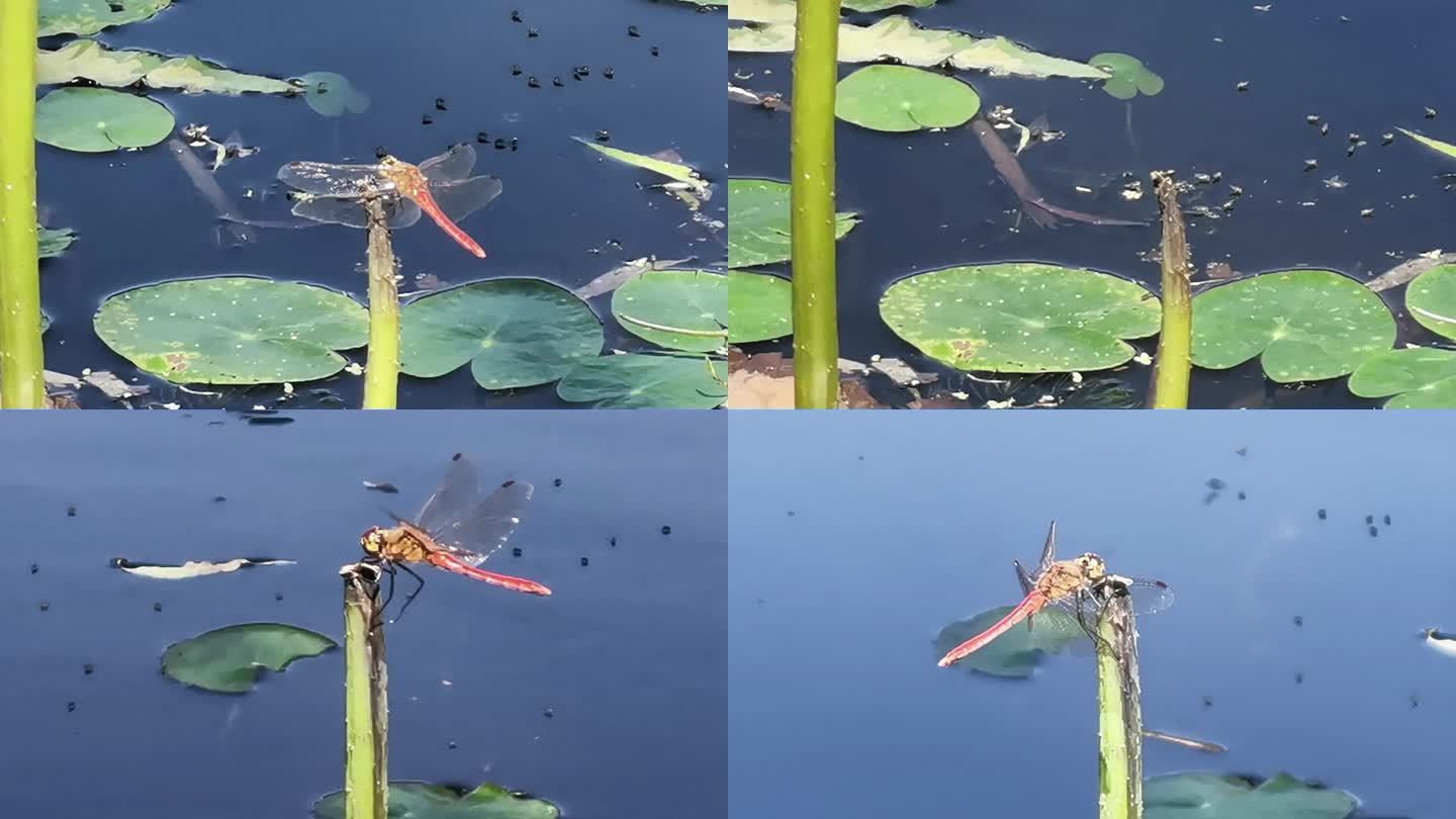 北方秋季池塘蜻蜓荷塘昆虫绿色生态