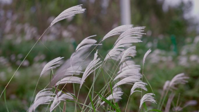 草絮随风飘