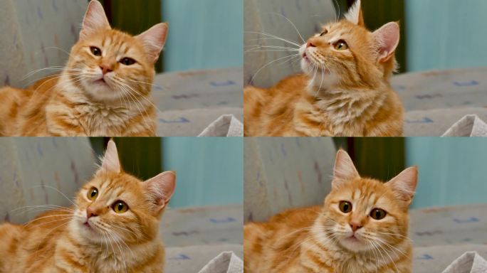 躺在沙发上的橙色斑猫看起来很困惑