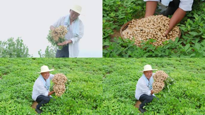 花生产地