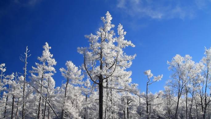 大兴安岭冬季雪林银装素裹