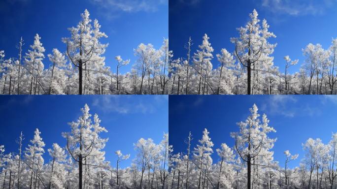 大兴安岭冬季雪林银装素裹