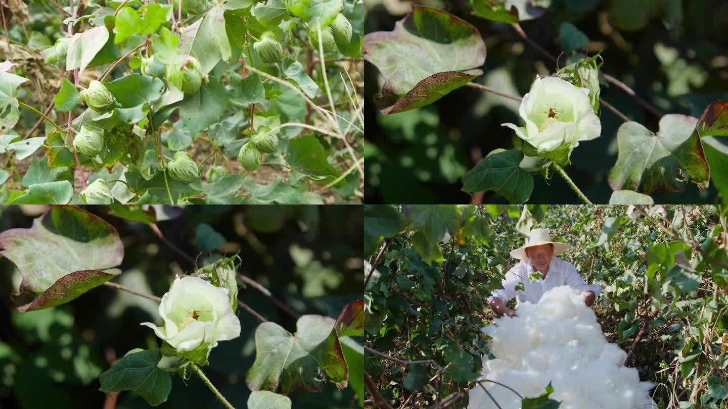 棉花素材