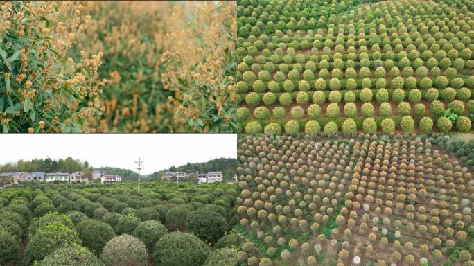 桂花 金桂 桂花园 新农村 乡村振兴