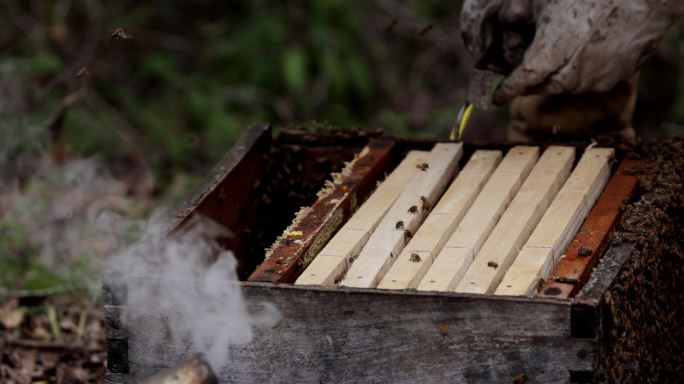 墨西哥南尤卡坦地区的传统养蜂工艺