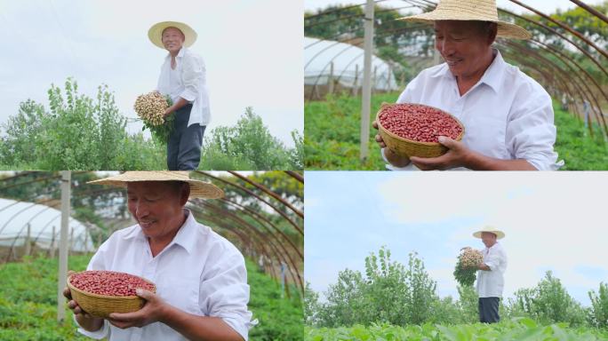 花生种植基地