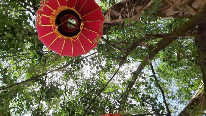 挂在榕树上的红灯笼节日喜庆红灯笼绿树叶