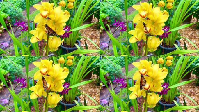 黄色兰花上的濒危帝王蝶