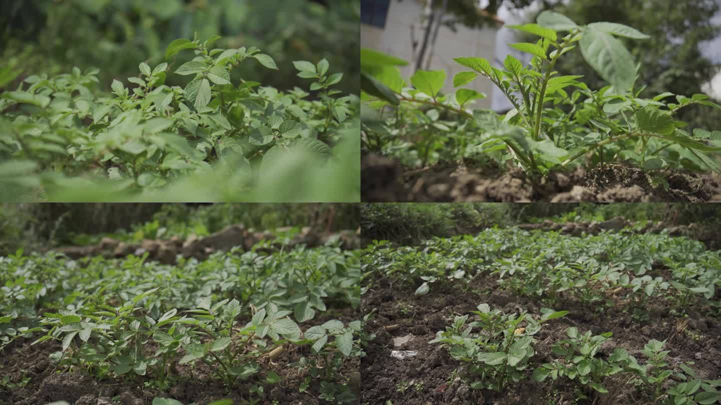 马铃薯生长洋芋