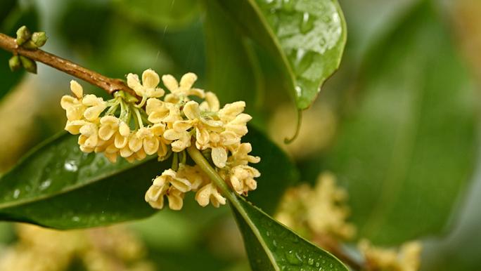 雨中的桂花特写 唯美空镜头