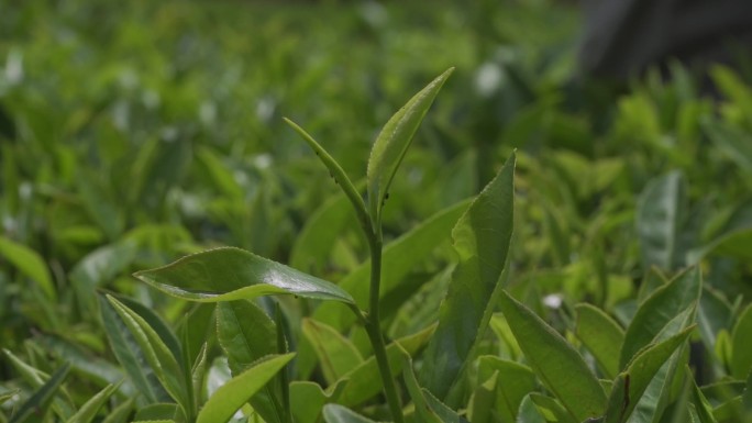 手工茶 茶叶 凤凰单枞 潮州茶 功夫茶