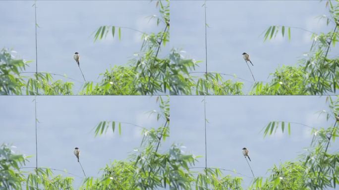 枝头的鸟儿竹子梢头枝上的鸟儿
