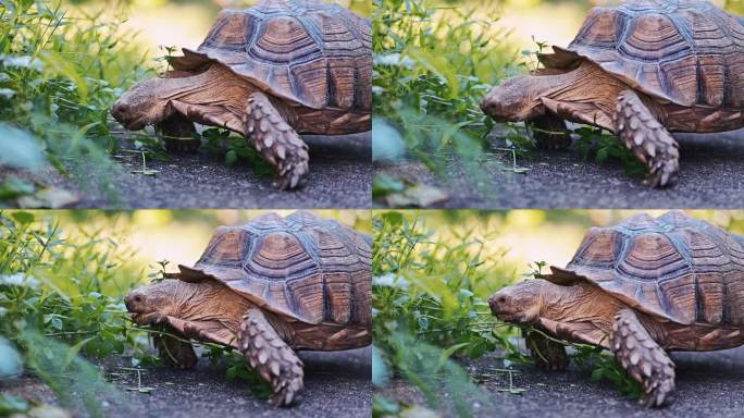异国情调宠物乌龟海龟吃草