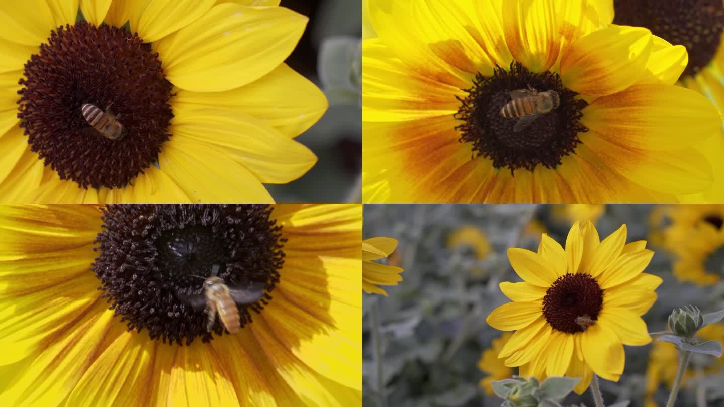 蜜蜂在盛开的向日葵之间采蜜，采花粉的蜜蜂