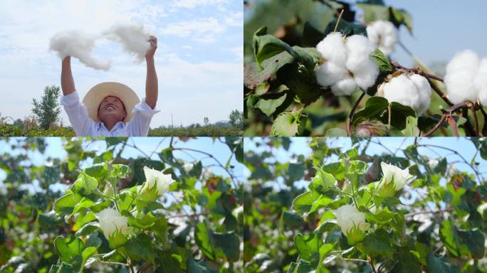 棉花种植