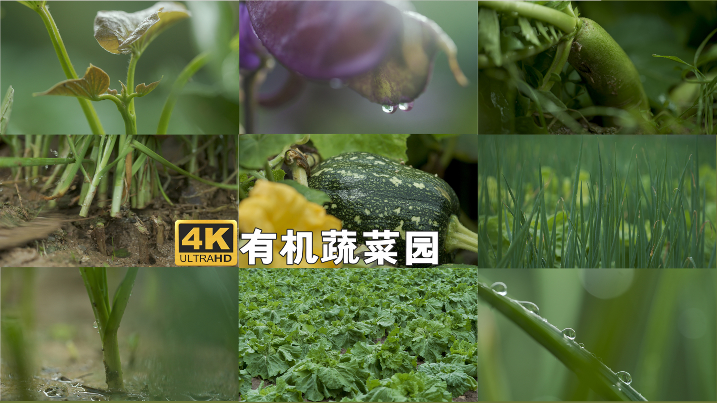雨后有机蔬菜园蔬菜叶子的小水珠2分51秒