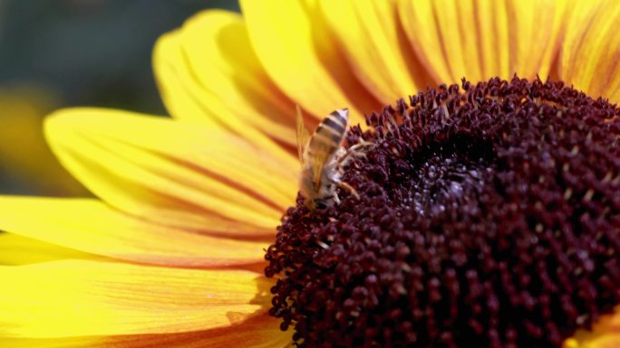 逆光风中摇曳的向日葵，蜜蜂采花粉，特写