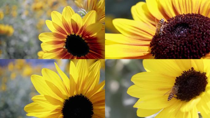 逆光风中摇曳的向日葵，蜜蜂采花粉，特写