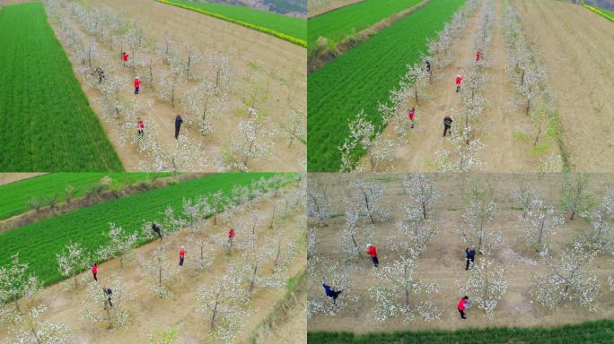 4K黄土高原苹果园