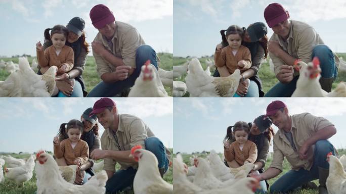 快乐无忧无虑的一家人在农场的一块地里喂鸡。父母和顽皮的小女儿在为自由放养有机家禽业饲养动物的同时照顾