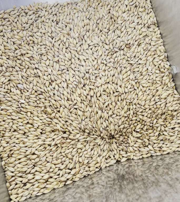 大麦压碎细节稻谷
