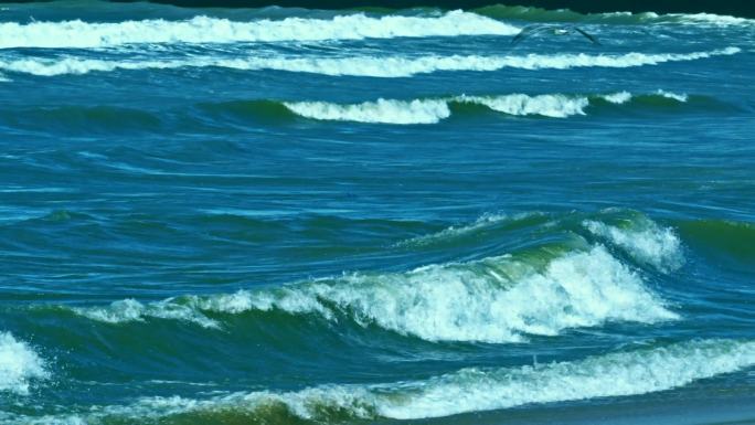 海波浪海岸海洋海浪 海鸟海鸥海景