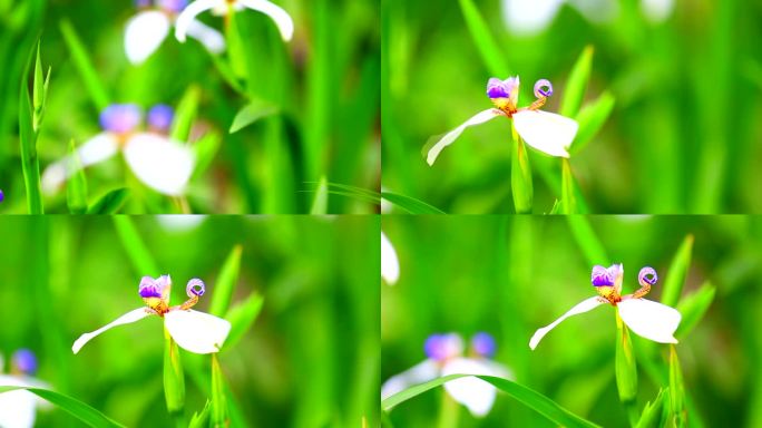 小花朵 (1)