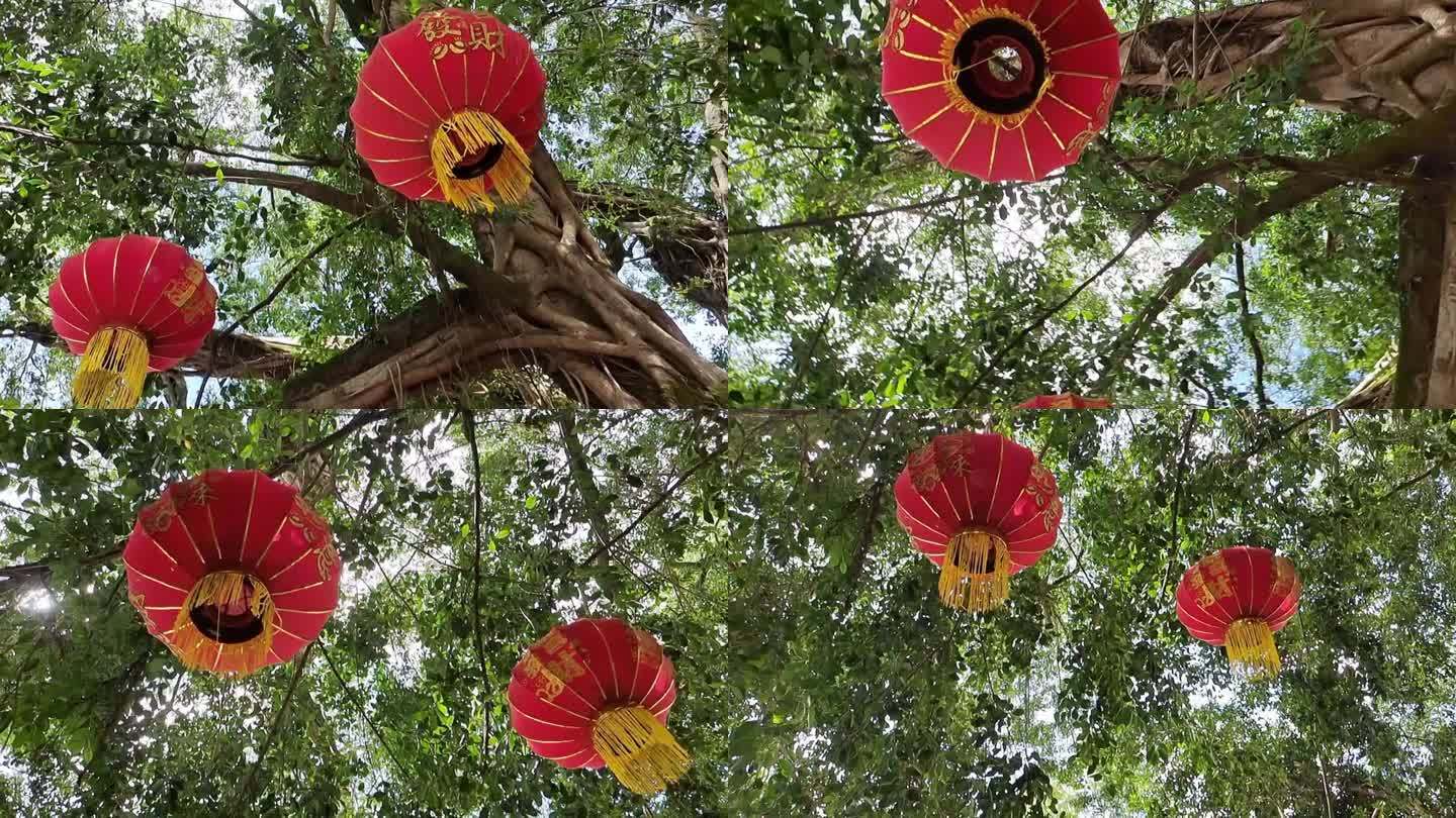 挂在榕树上的红灯笼 节日喜庆 红灯笼