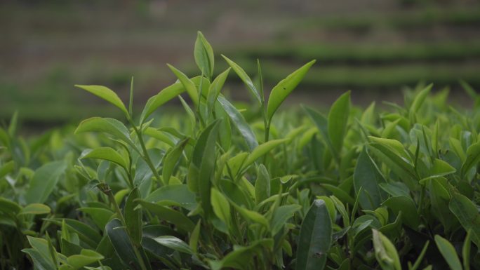 手工茶 茶叶 凤凰单枞 潮州茶 功夫茶