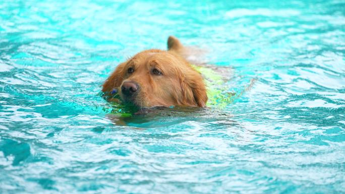 小狗在游泳池玩耍玩水训狗搜救犬训练