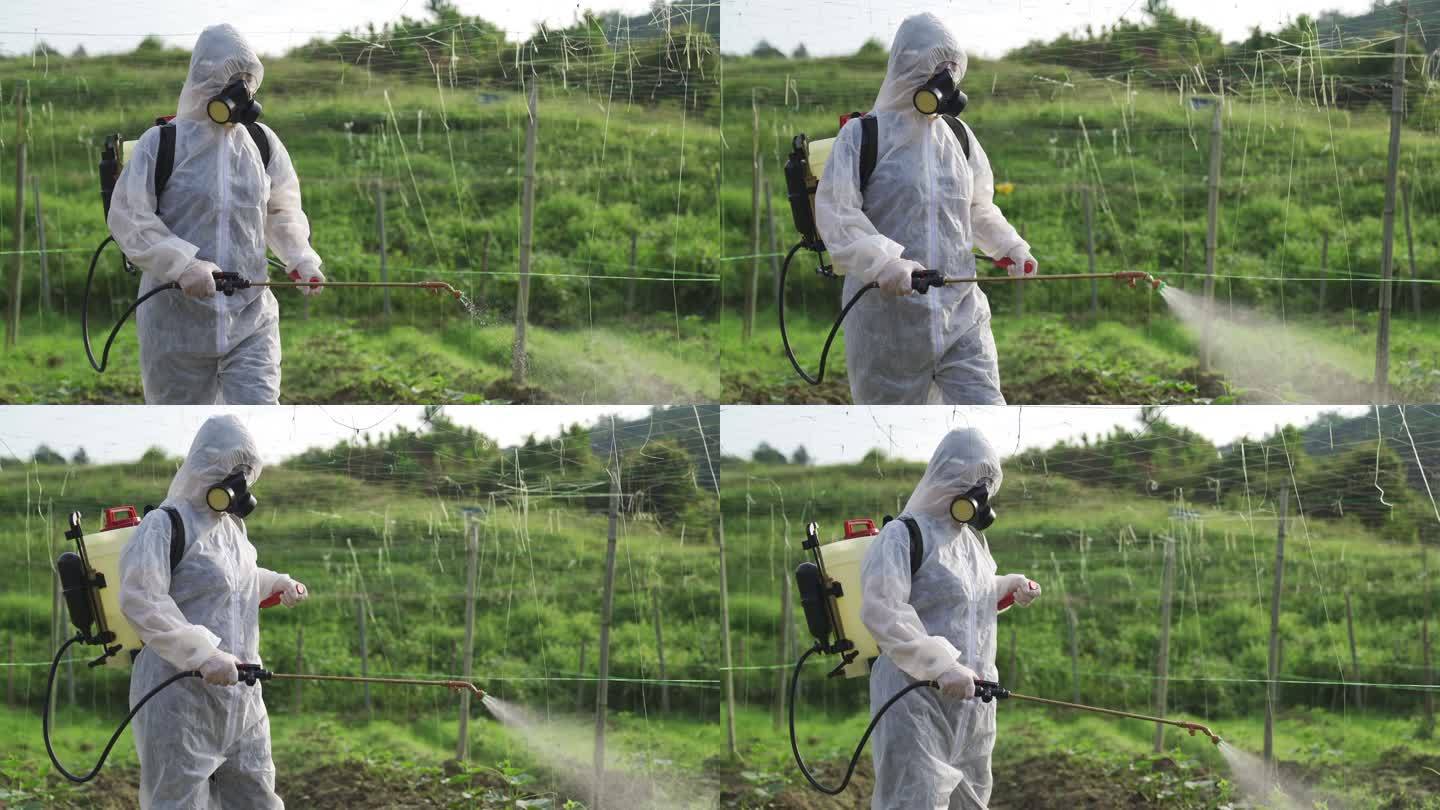 一位亚洲华裔女农民穿着防护服，在农场里的苦地植物上喷洒消毒液