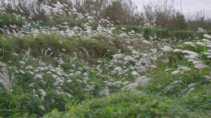 草絮随风飘