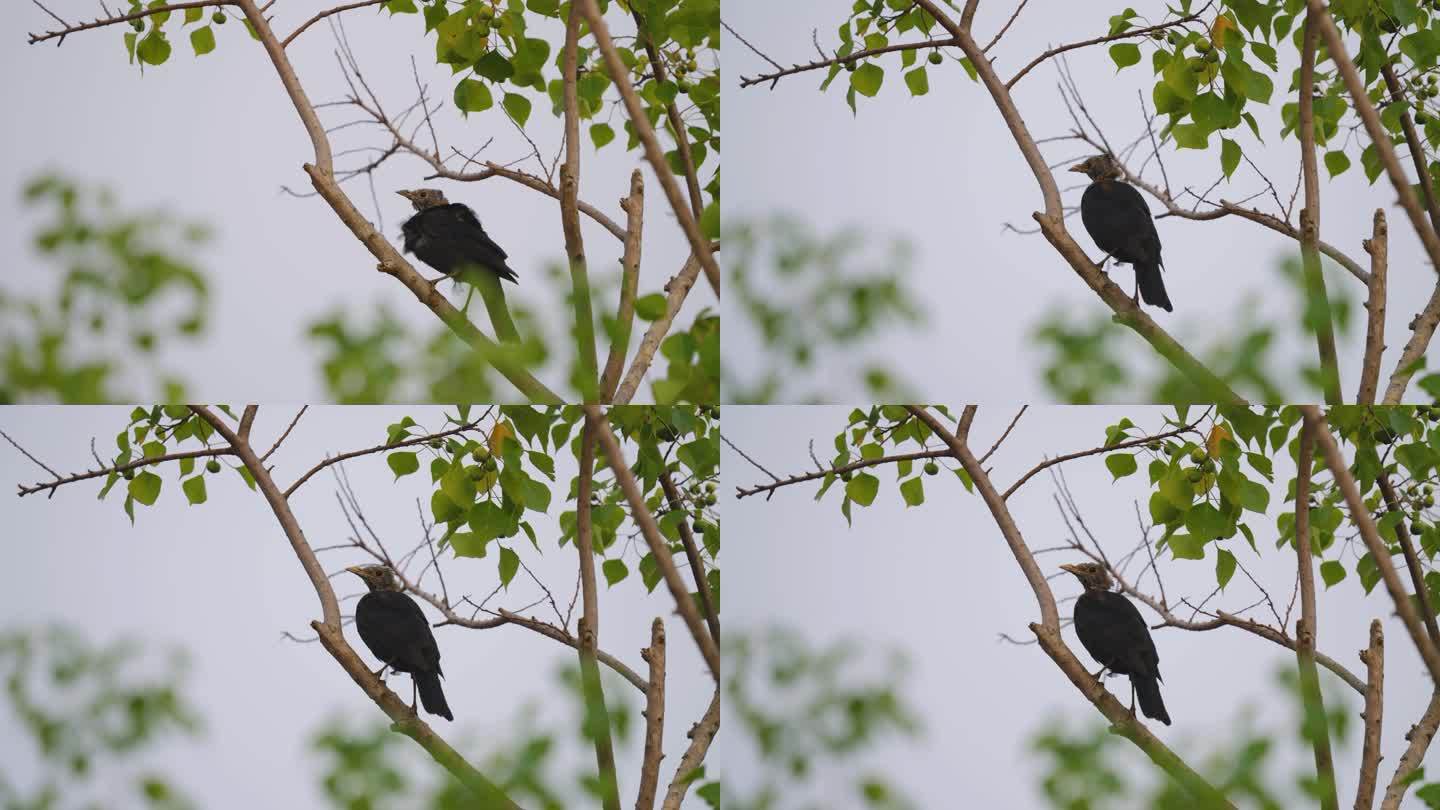 小鸟捕食在树枝上